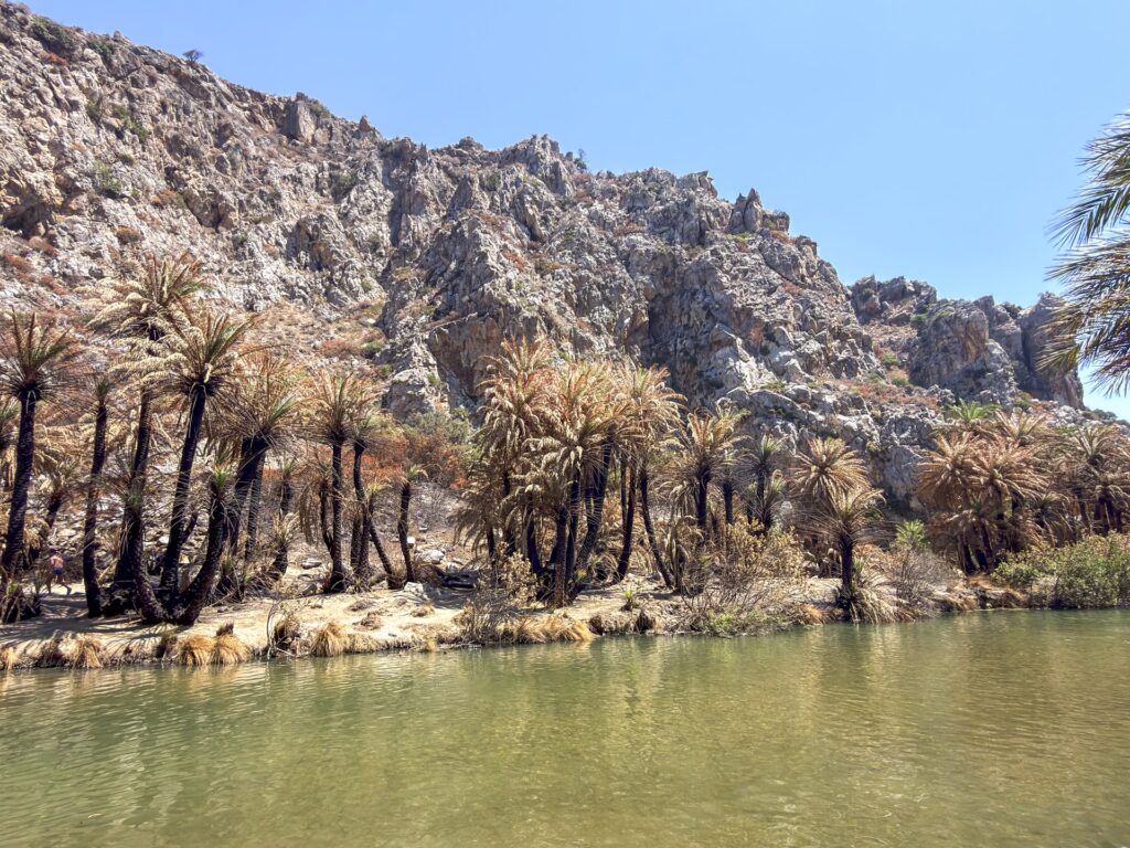 Las palmowy Preveli na Krecie po pożarze